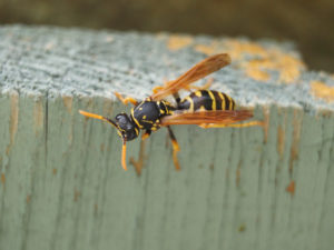 Guepe poliste français (Polistes dominula ou Polistes gallica)