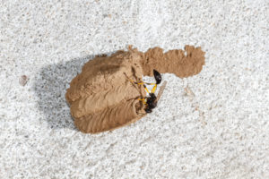 Guepe potiere Delta Caffer Sceliphron travaillant sur un nid