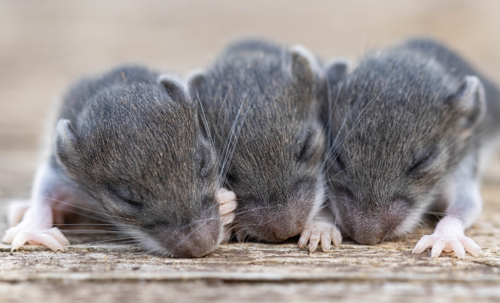 3 bébés souris