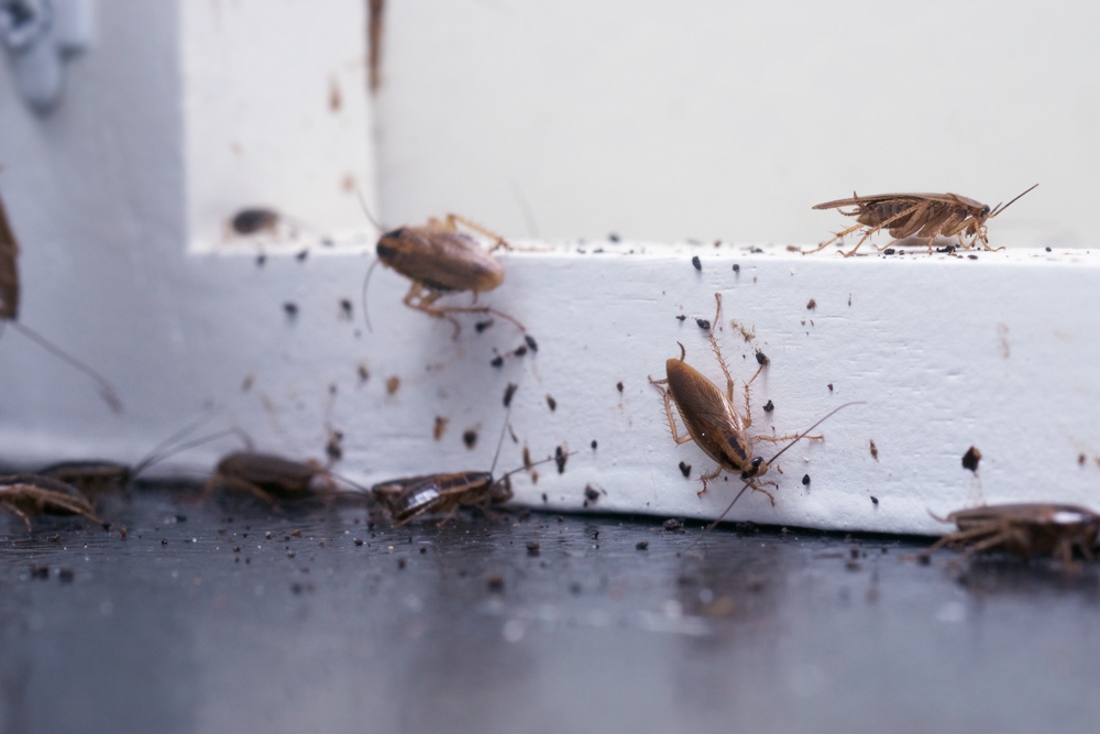 5 moyens pour trouver et éliminer les cafards et les blattes ?