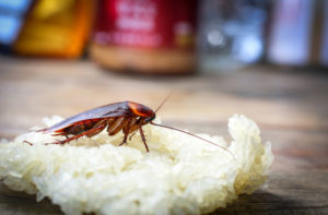 Un cafard mangeant du riz sur une table