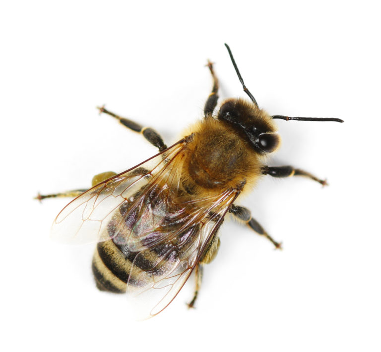 Abeille, bourdon, faux bourdon ? Comment les différencier — free download