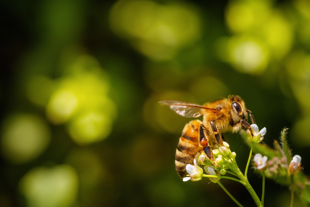 Abeille sur une fleur blanche