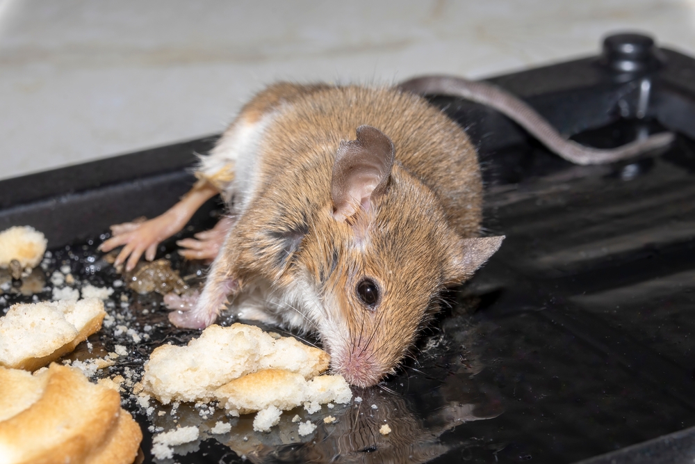 Boite appât rats et souris avec clé de fermeture