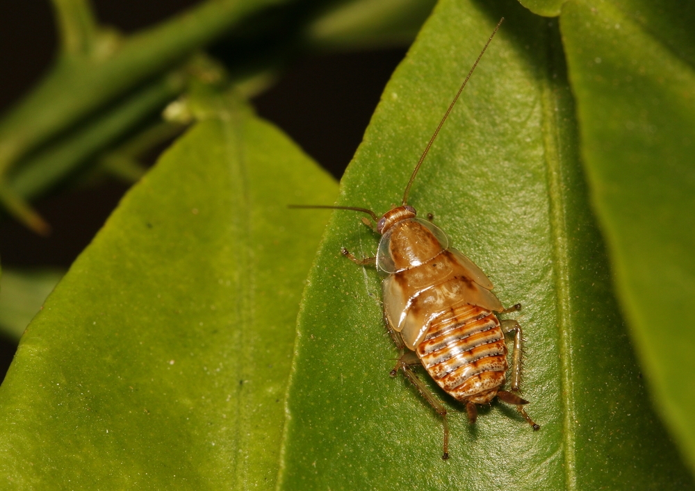 Blatte de jardin feuille