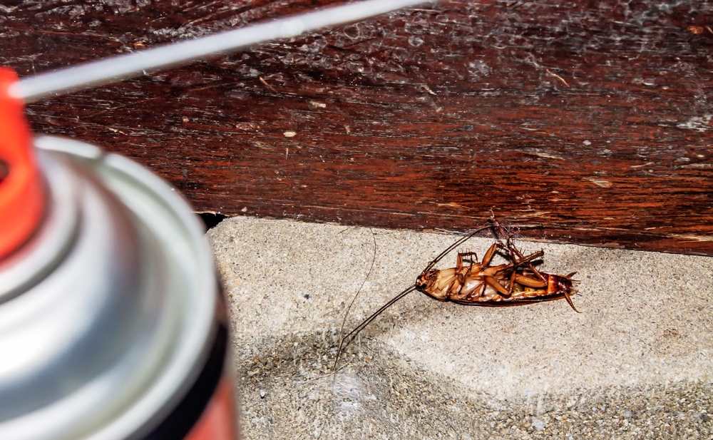 Blatte morte sous insecticide