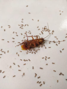 Blatte morte trainée par des fourmis