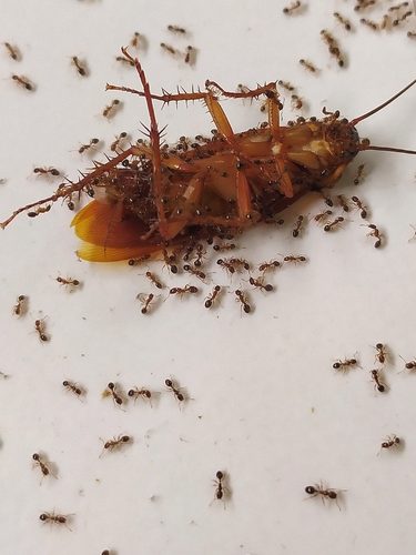 Blatte morte trainée par des fourmis