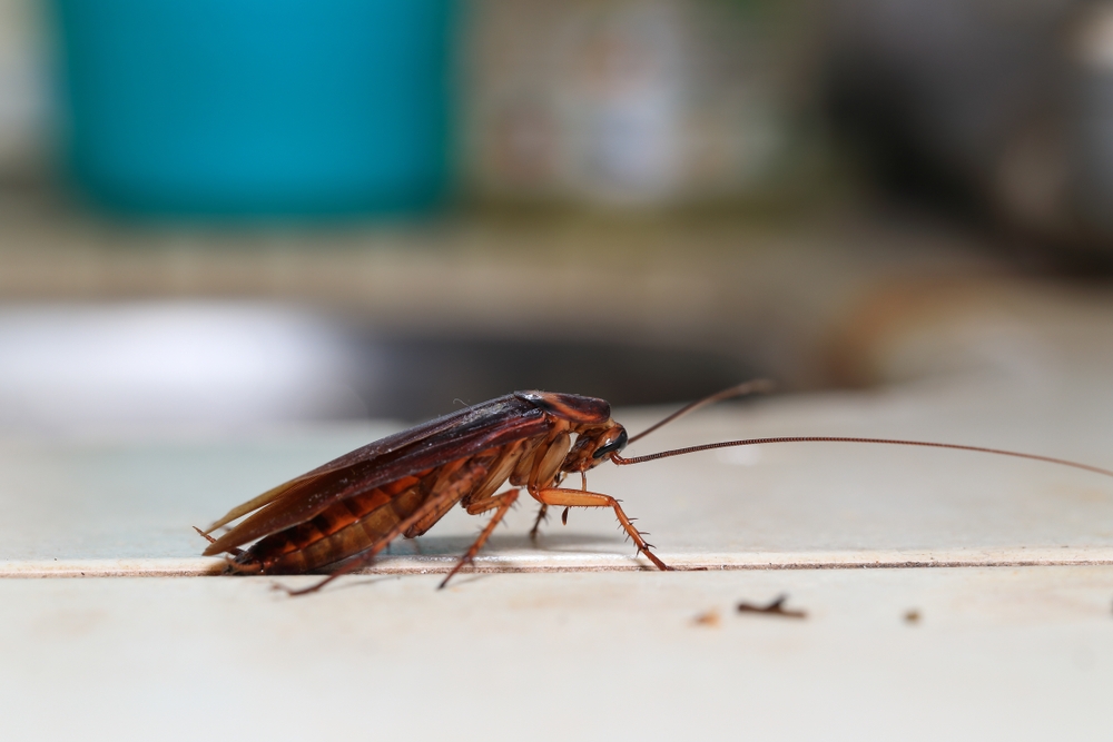 Blatte sur table