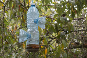 Bouteille piège à frelon