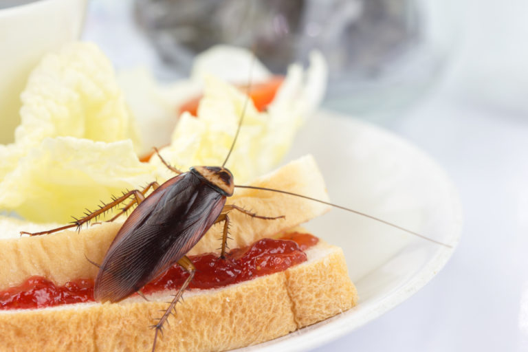 Blatte de cuisine en photo tout connaître sur sa propagation — free download