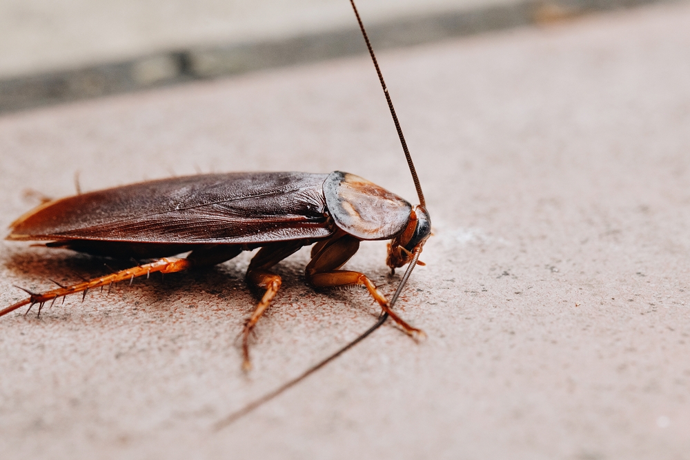 Les cafards sont-ils dangereux ? Risques & maladies