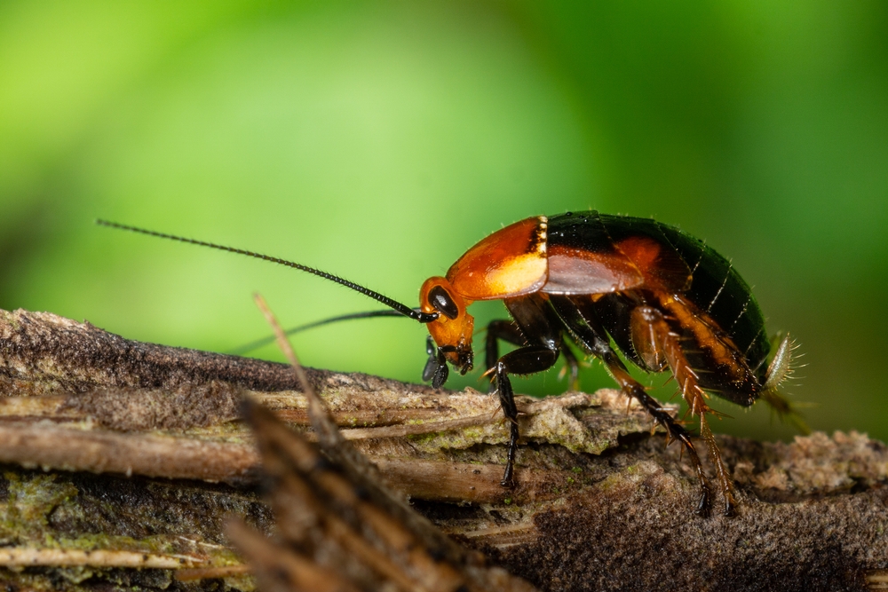 Cafard vivant dans les bois