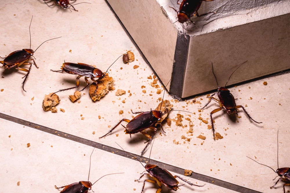 Cafards autour de la nourriture