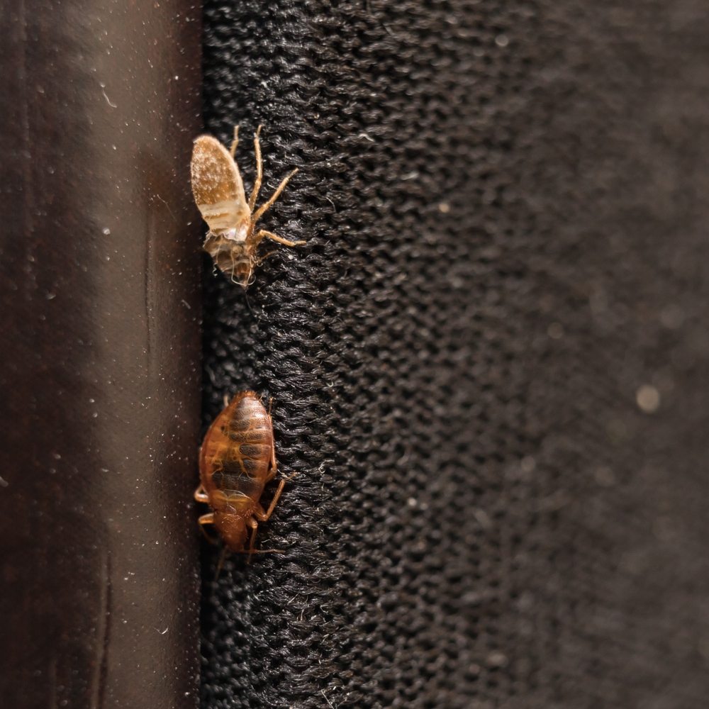 Deux punaises de lit sur une surface