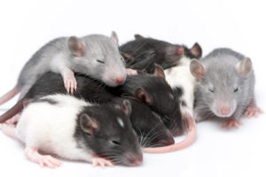 famille de rat