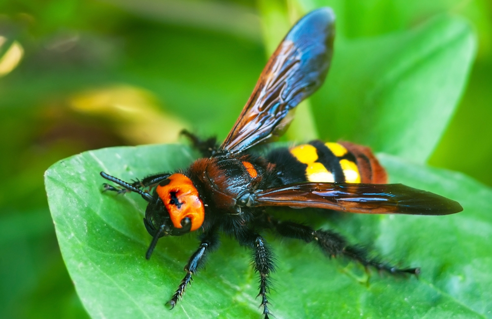 Frelon asiatique géant