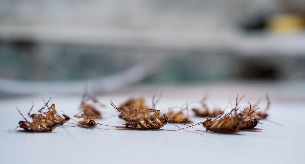 Groupe de cafard mort