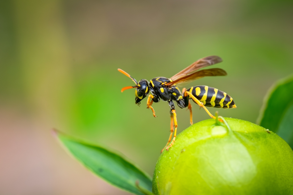 Guêpe sur un fruit