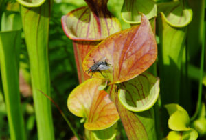 Le sarracenia avec une mouche