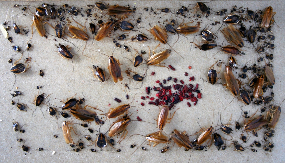 Comment se débarrasser des cafards à la maison avec de l'acide borique