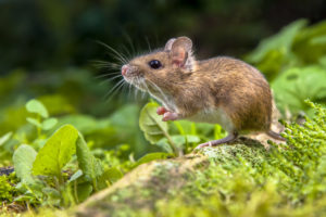 Petite souris dans les bois