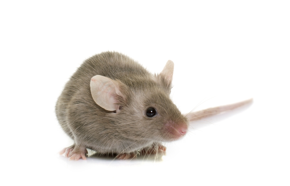 Appareils ultrasons anti-souris : notre avis sur leur efficacité, EDN