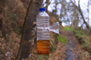 Piège à guêpe avec une bouteille d'eau