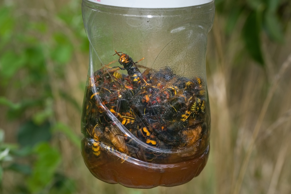 Piège à frelon asiatique