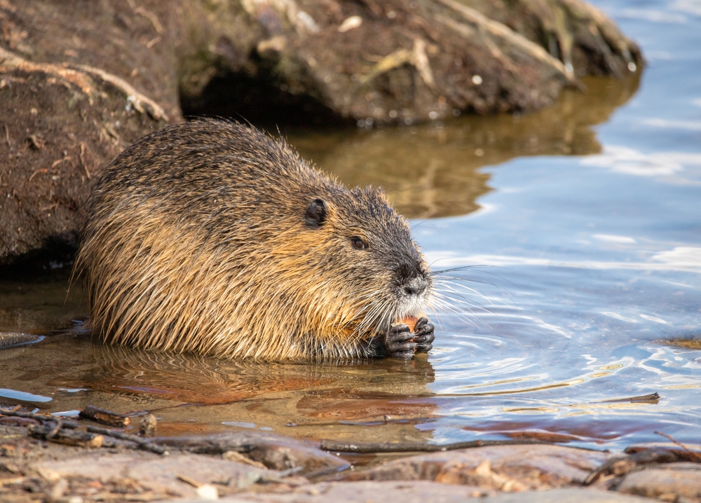 Ragondin dans une rivière