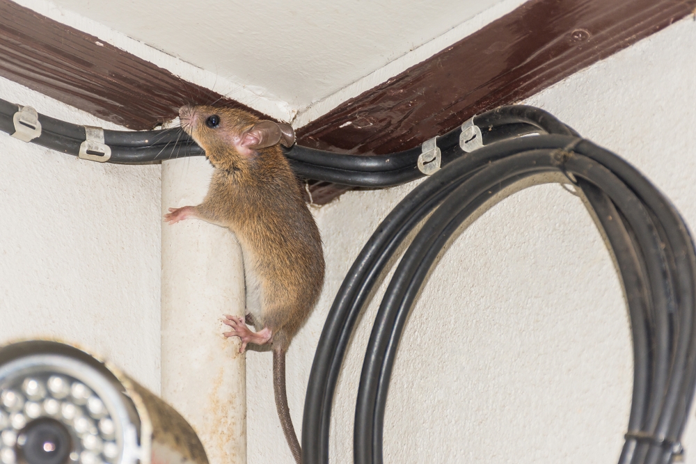 Rat brun maison sur câble à fibre optique