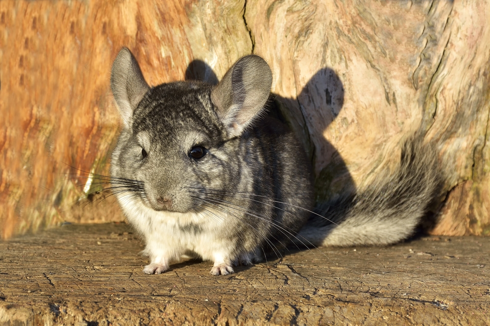 Rat chinchilla