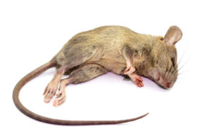 Rat mort