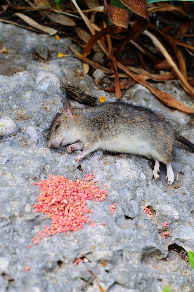 Rat mort avec poison