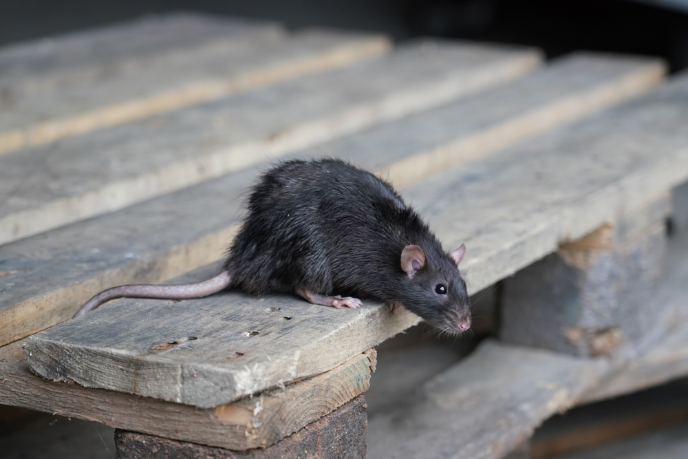 Produit anti souris : les poisons efficaces pour tuer un rat