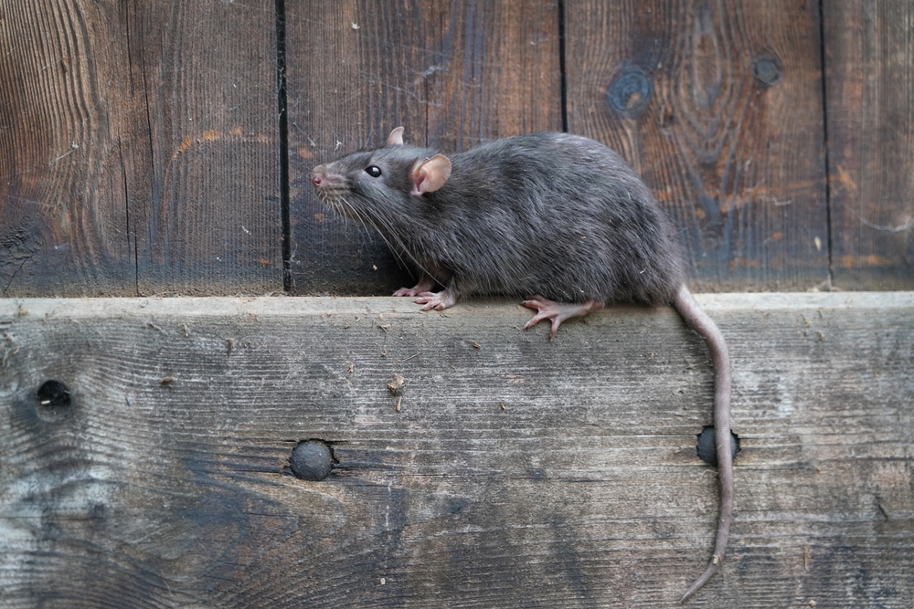 Appareils à ultrason anti souris et anti rats ? Notre avis d