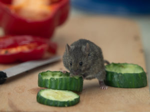 Souris entrain de manger