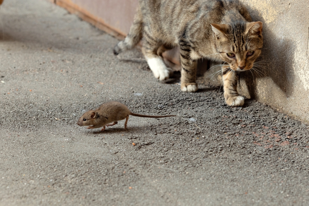 Souris sauvage avec un chat