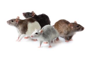 6 astuces de Grand-mère contre les souris dans la maison - Mamie & Co