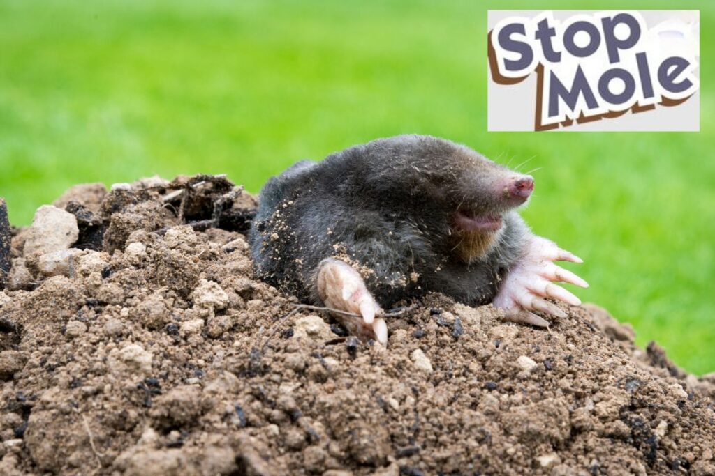 stopmole-taupes